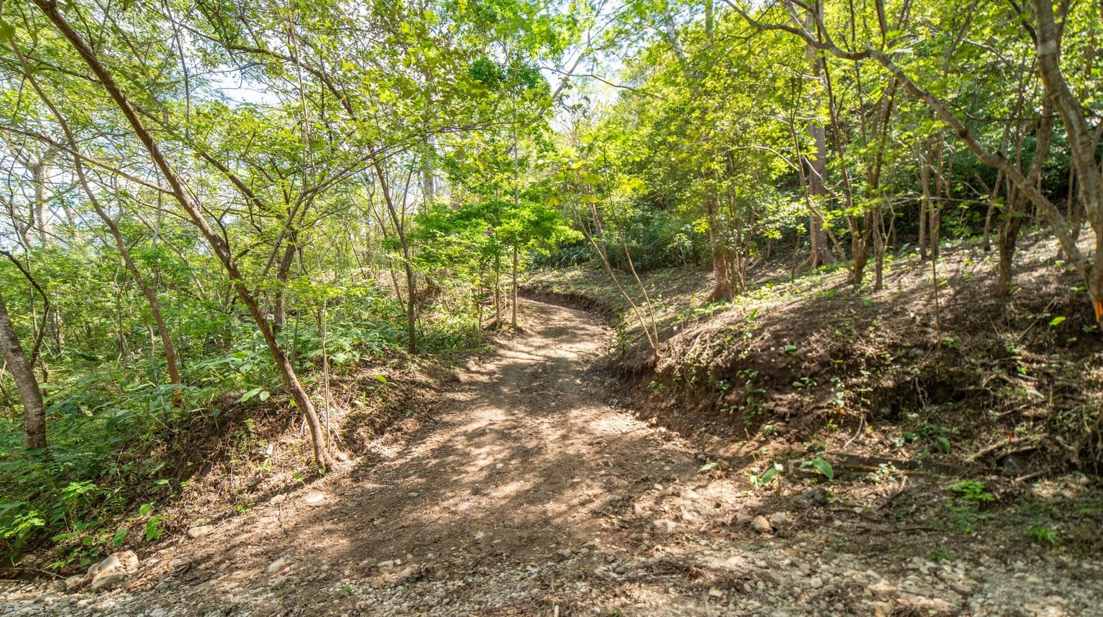 Forest cover on the upper section