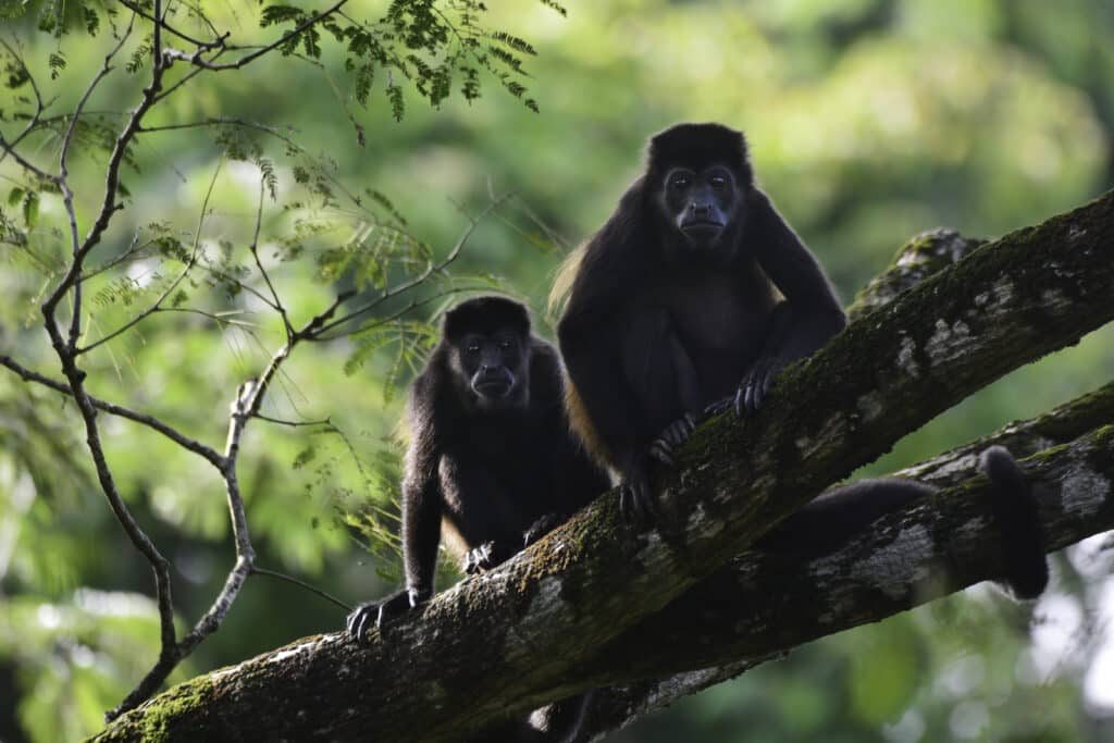 Howler monkeys in the trees