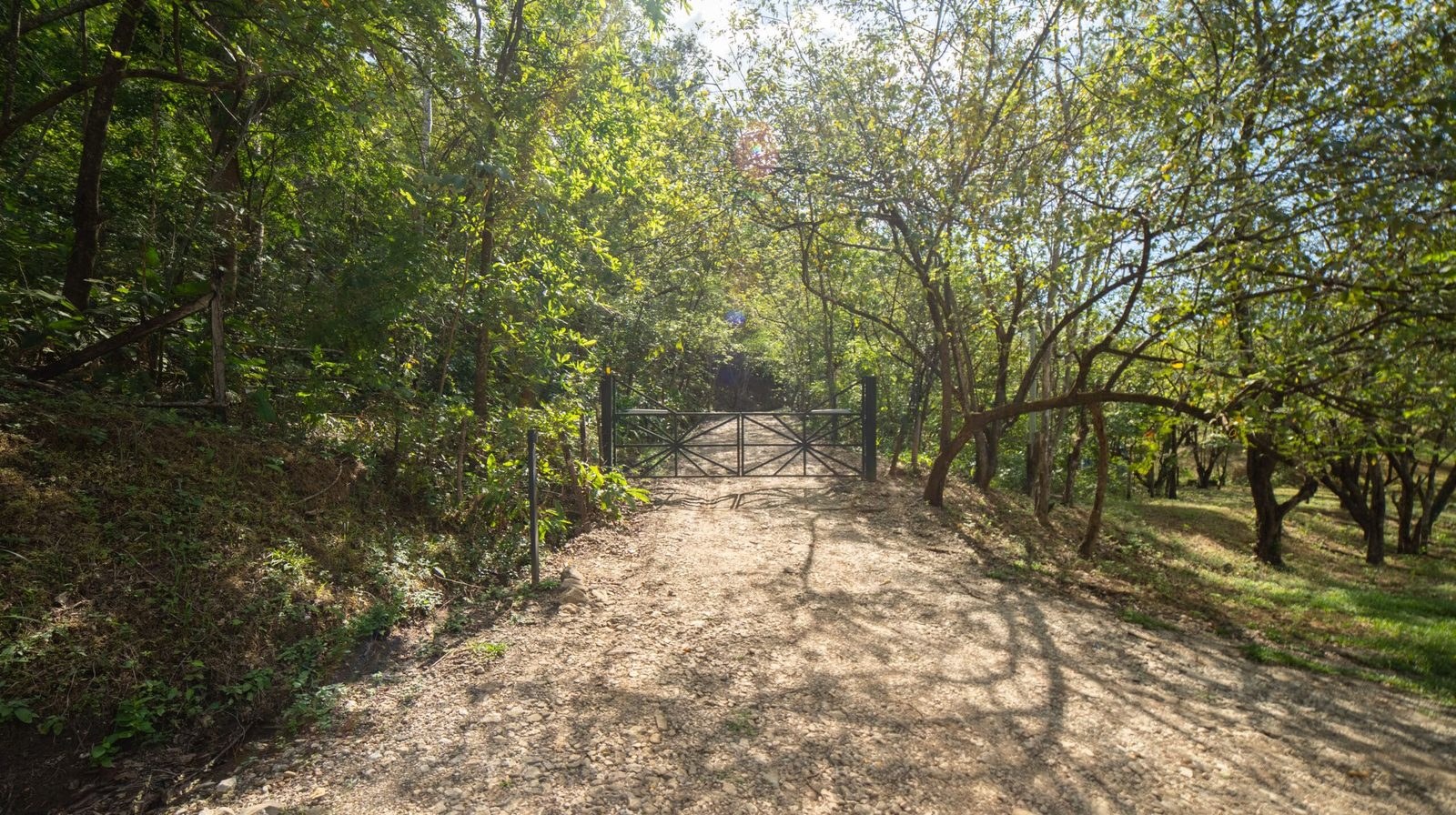 Shaded driveway on the lot