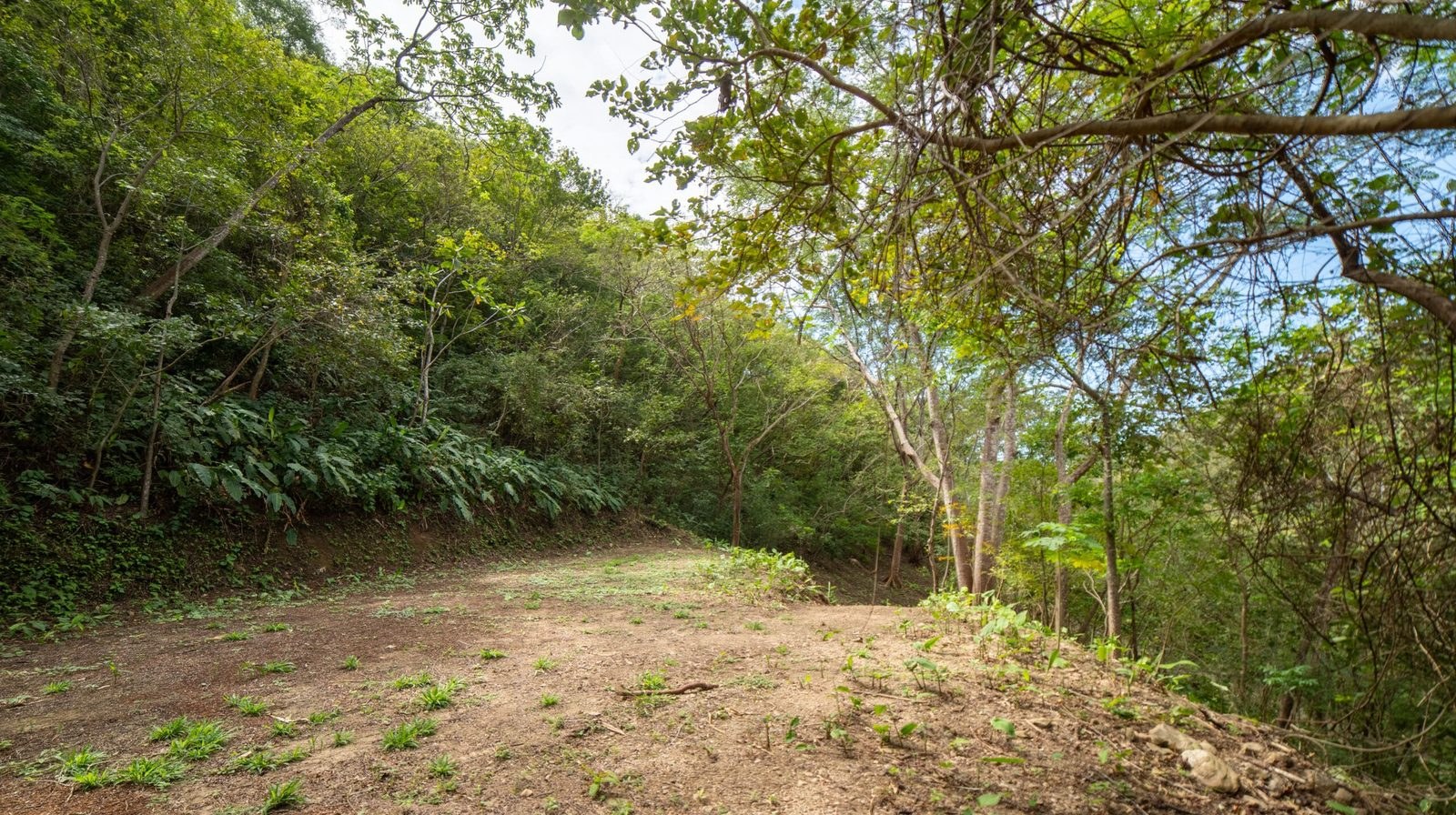 The cleared terrace seen from the driveway
