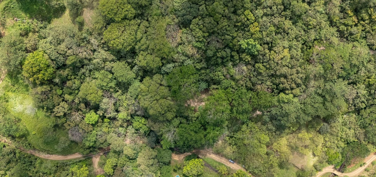 Aerial view of the lot and the jungle canopy