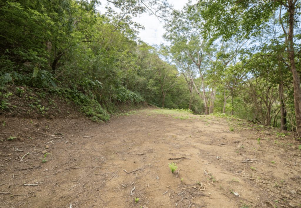 Access road inside the finca