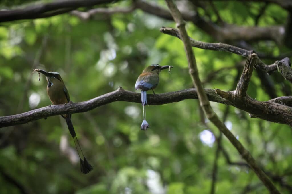 Motmots on a branch