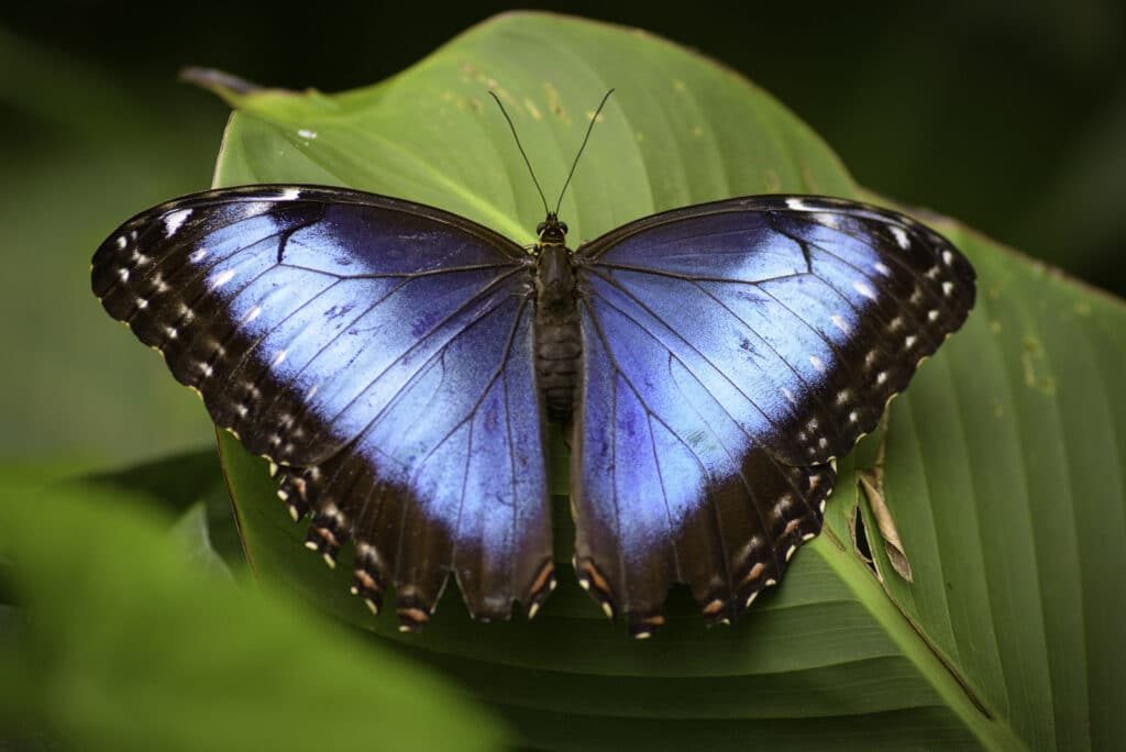 Blue morpho butterfly