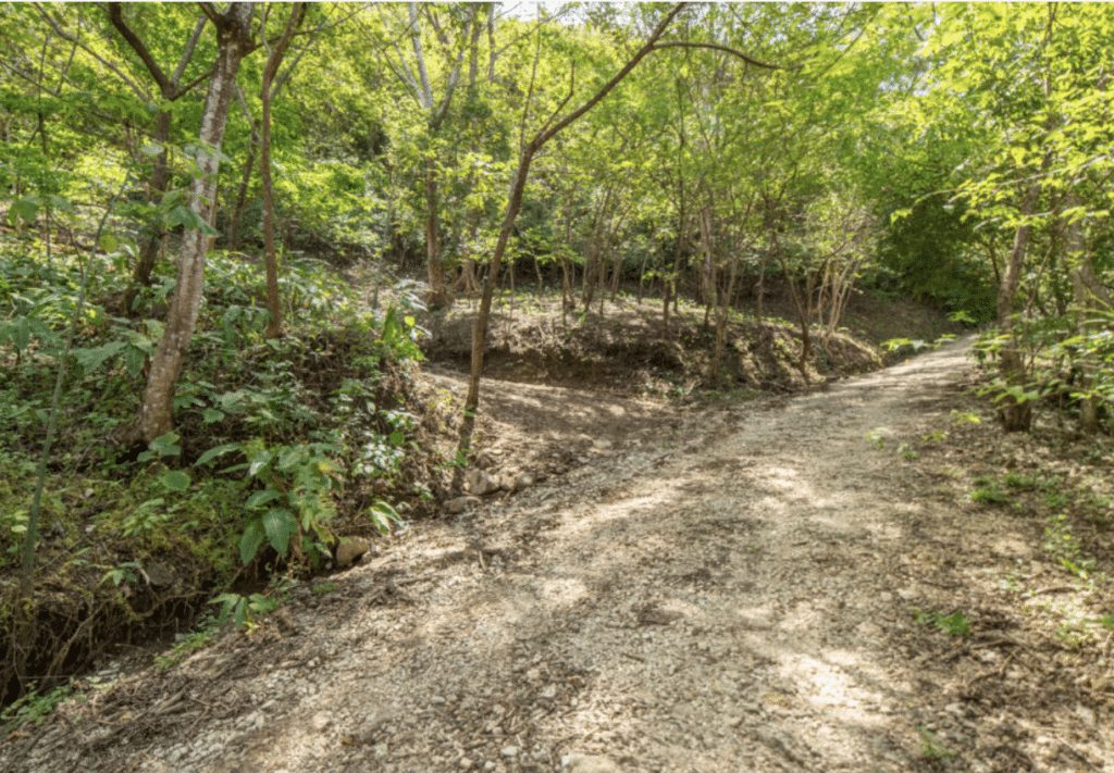 Slope above the driveway